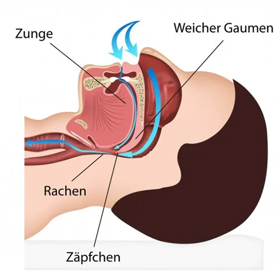 Weicher Gaumen, Zunge, Rachen und Zäpfchen beim Atmen